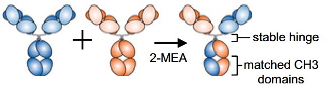 Genmab’s DuoBody platform