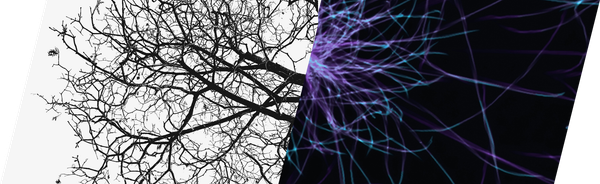 Why trees, neurons, and arteries look the same